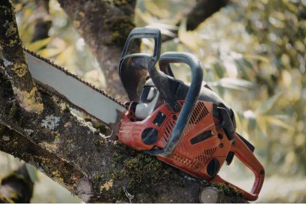 Cómo podar con motosierra correctamente en el jardín